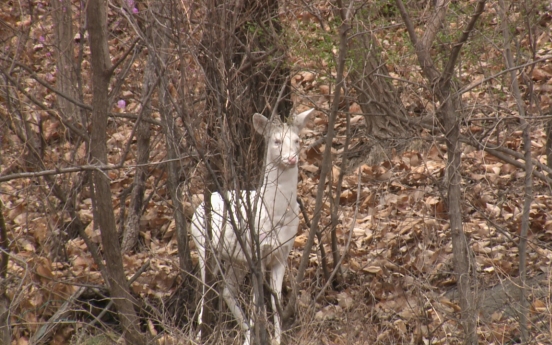 Rare white roe deer spotted