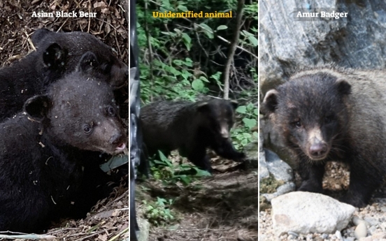 Bear or badger? Debates continue over photo of unidentified wild animal