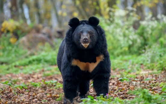 Hikers must take caution as moon bears arise from slumber