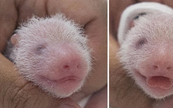 Twin pandas born in S. Korea for the first time