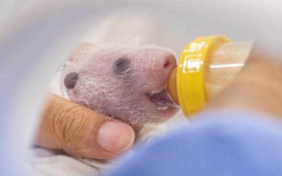 Everland releases photos of 12-day-old panda twins