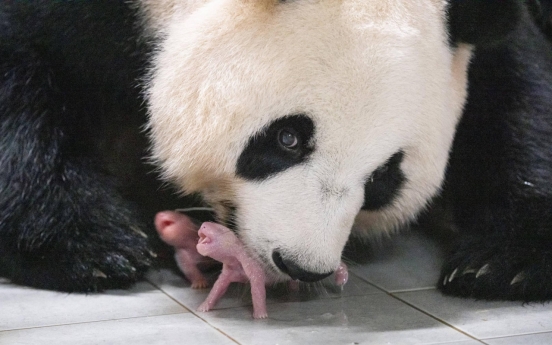 Photo of Fu Bao's baby twin sisters’ birth selected for Time's Top 100 Photos of 2023