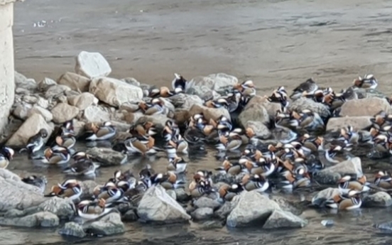 Rare mandarin duck flock spotted in Seoul