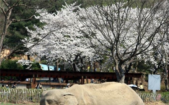 Farewell to Seoul's oldest elephant passing at age of 59