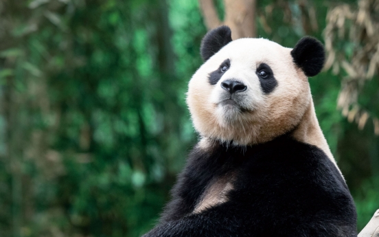 Giant panda Fu Bao to be shown to public until March 3
