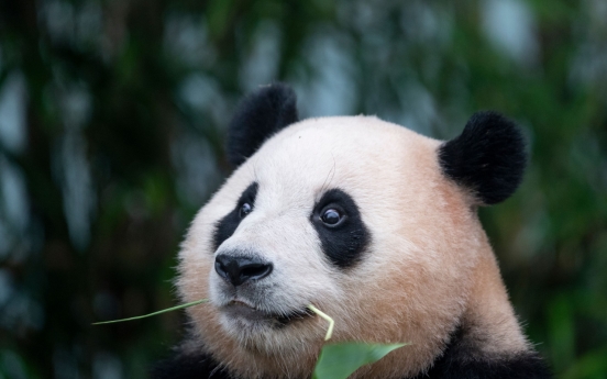 'Panda grandpa' says not to worry about Fu Bao's health