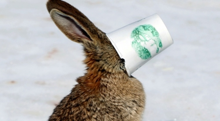Rabbit gets stuck in cup