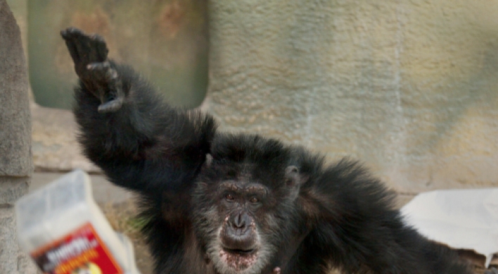 Chimpanzee meat on sale in Britain’s restaurants and markets