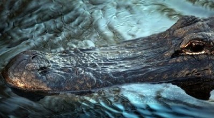U.S. scientists recruit crocs to save wetlands