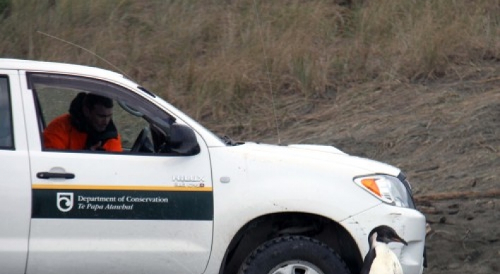 Ill penguin stranded in NZ is offered a lift home