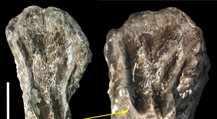 Longest carnivorous dinosaur tooth-marks found in Hadong