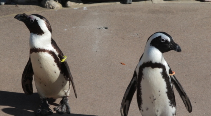 Canada's same-sex penguin pair to be split apart