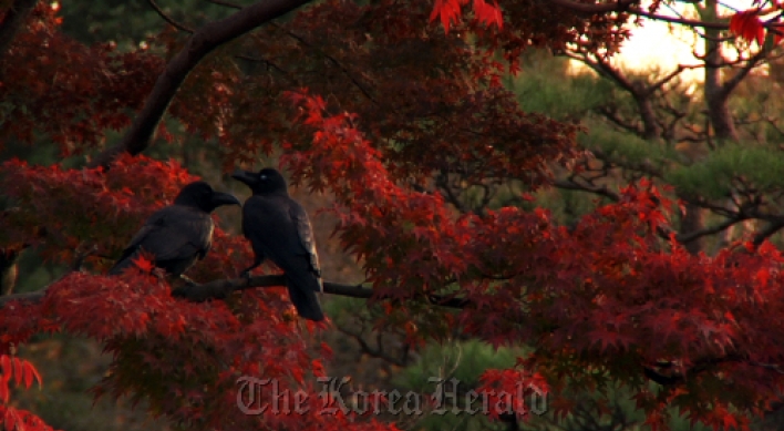 ‘Tokyo Waka: A City Poem’ wins grand prize at Green Film Fest