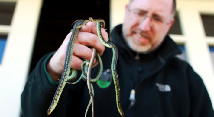 Snake-handling pastor dies from bite