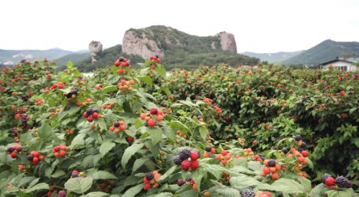 Gochang invites tourists to enjoy health, beauty benefits of bokbunja fruit