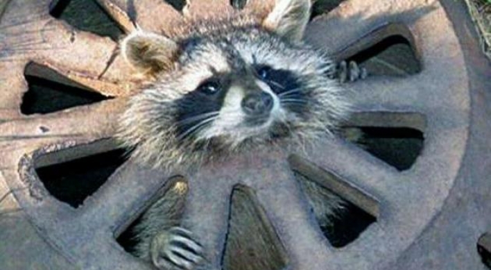 City workers free baby raccoon from grate