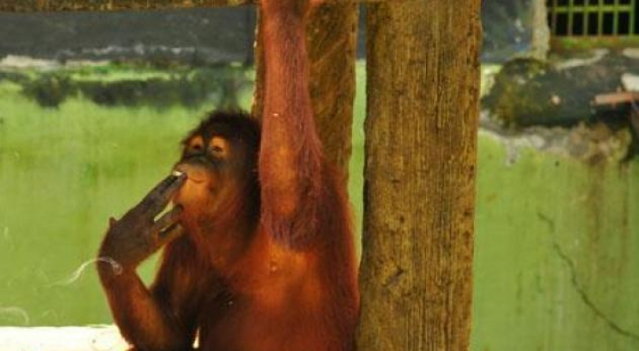 Zoo wants orangutan to quit smoking