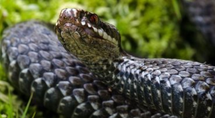 10-foot dead snake found in Seine in Paris