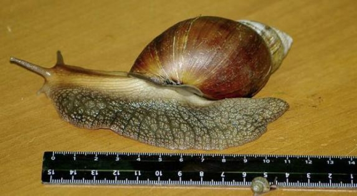 African snails confiscated in Scotland