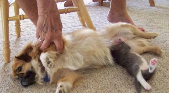 Dog nurses abandoned kitten