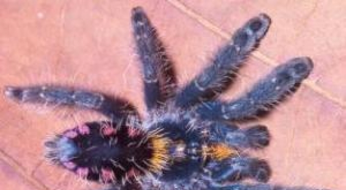 New tree-dwelling tarantulas described