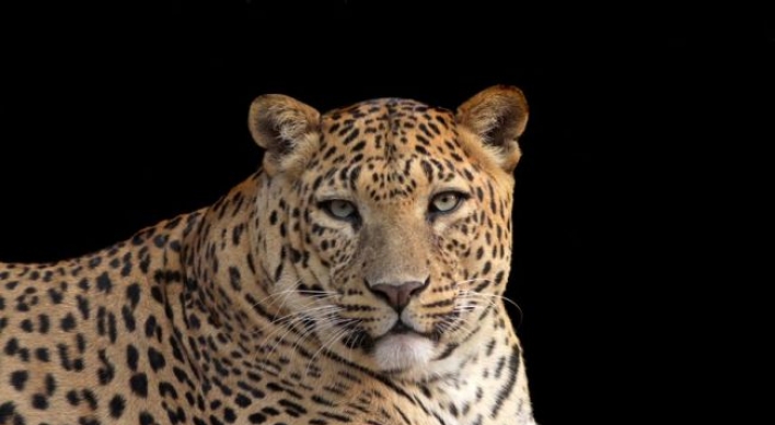 Man-eating leopard blamed for 15 deaths