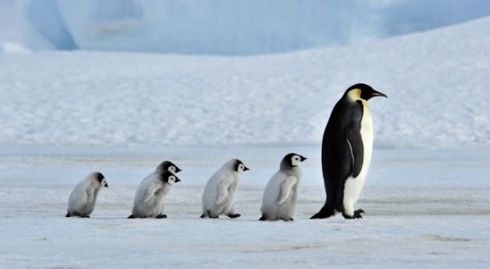 Argentine experts find giant penguin fossils in Antarctica