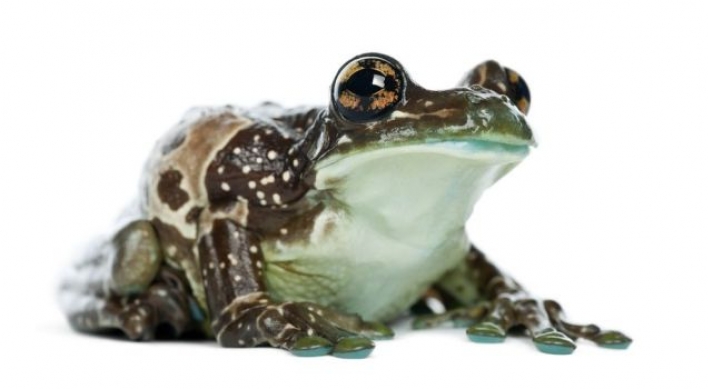 Frogs in milk could lead to new drugs