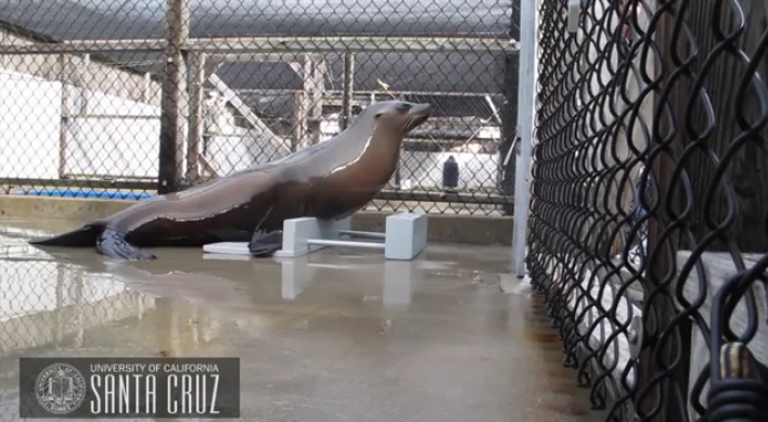 ‘Beat-keeping sea lion’ Ronan picks up YouTube hits