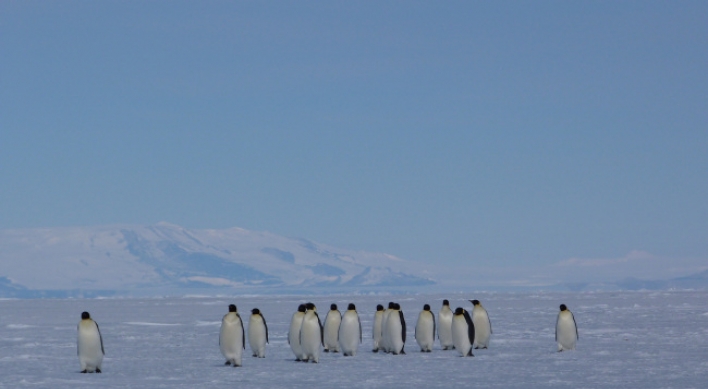Antarctic summer ice melt accelerating: study