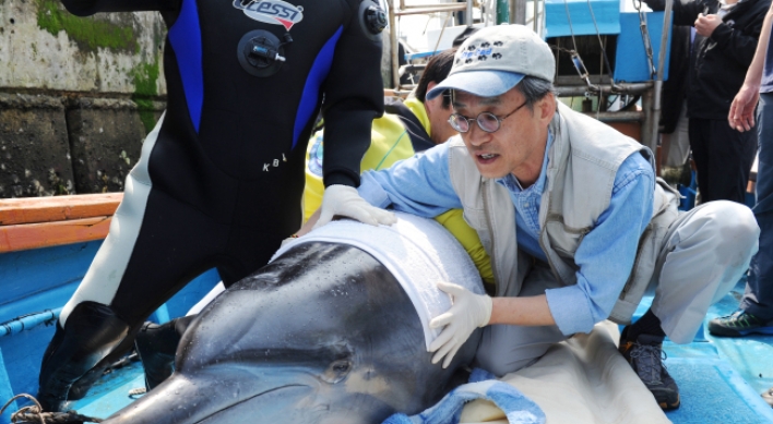 Dolphin to be released back into wild