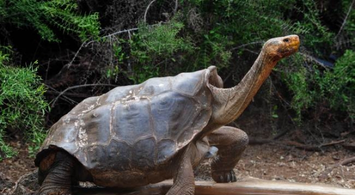 Effort to revive Galapagos tortoises once thought extinct