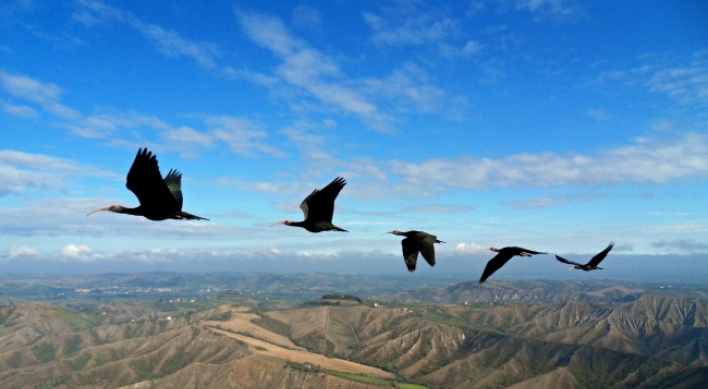 Birds sync wing beats in formation