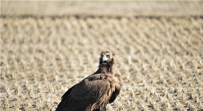 Scientists analyze genome of vulture for first time