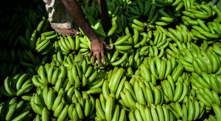 Disease threatens world’s bananas: U.N.