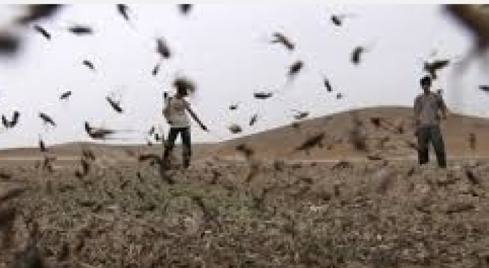 메뚜기떼 수십억마리 “농작물 먹어치우며…”