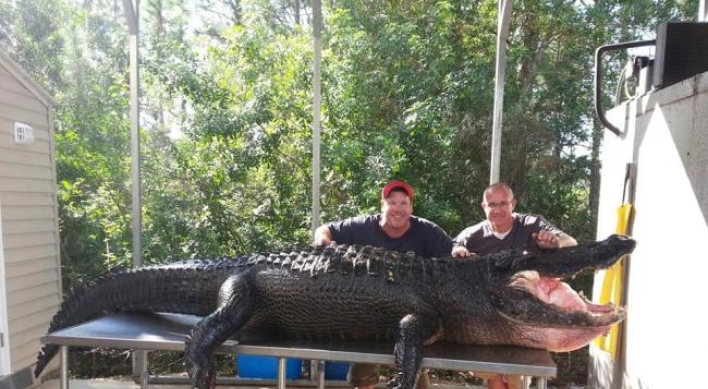 340kg 괴물 악어, 맨손으로 때려잡은 두 남성 화제