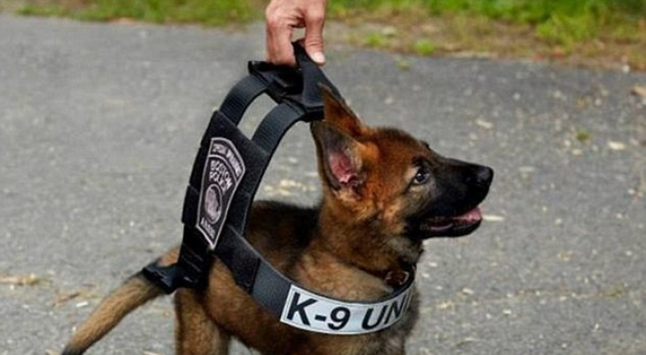 귀여운 경찰견 강아지 온라인 인기