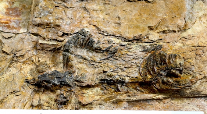 (Photo News) Fossil find