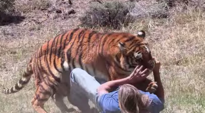 180kg 호랑이, 인간 공격영상 ‘충격’