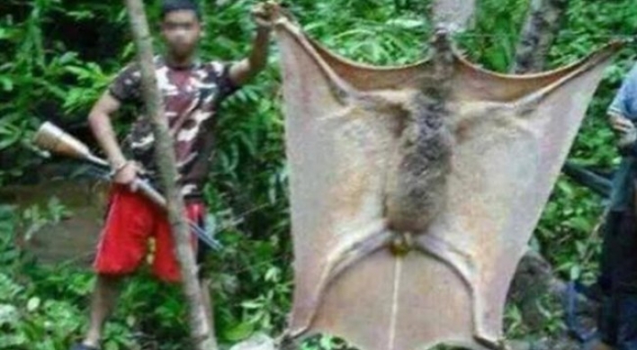 화제의 거대 박쥐 사진 공개에 '일파만파'