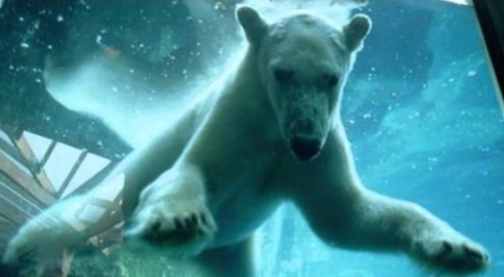 북극곰, 돌로 수족관 유리 깨… ‘발칵’(영상)
