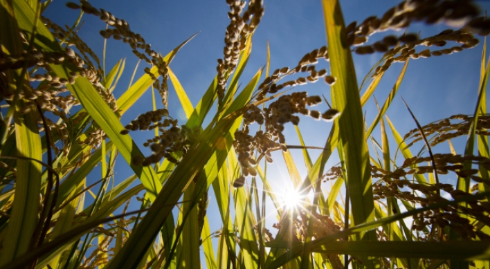 Korea to export rice to China for first time in Feb.