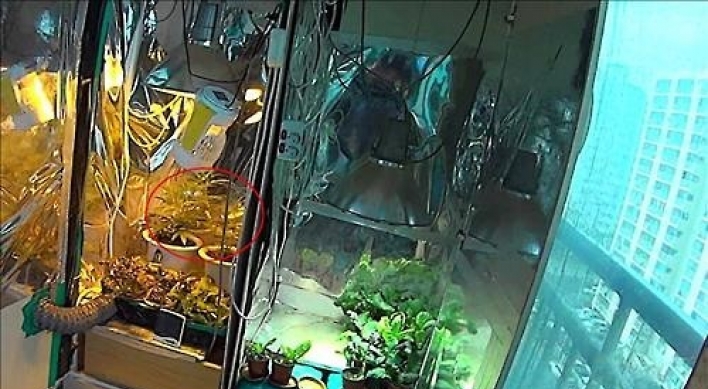 Canadian caught in South Korea growing marijuana in apartment