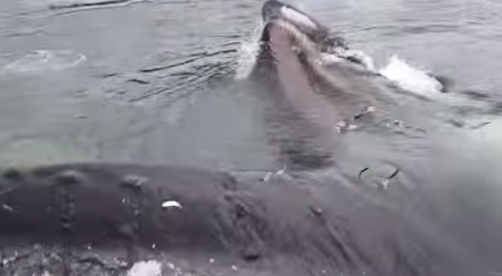 (영상) 혹등고래가 코앞에...‘감탄’