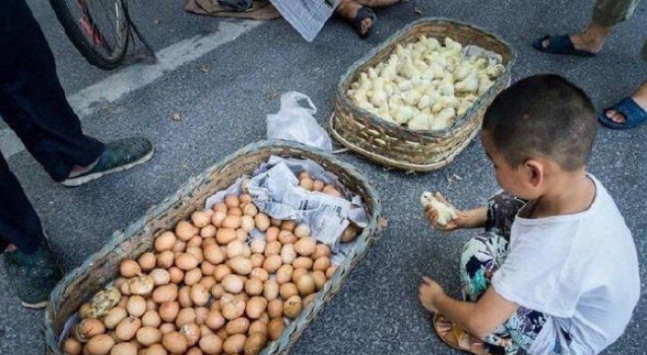 (사진) 폭염에 길거리 달걀이 병아리로 ‘자동 부화’