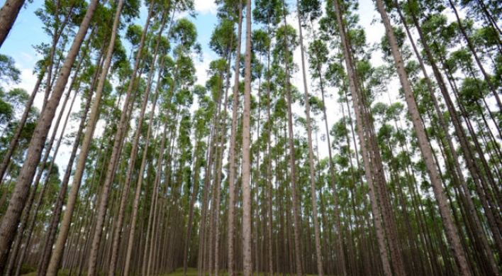 Korea‘s overseas afforestation makes progress