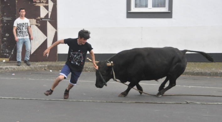 Run with the bulls on Terceira island