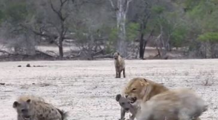 하이에나떼 vs 사자1…안타까운 결과