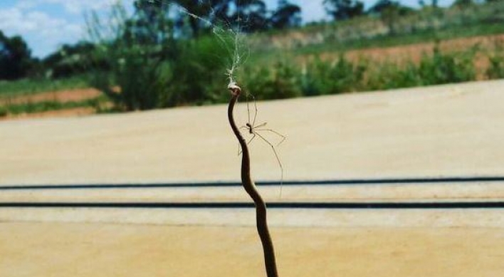 (사진) 독사와 거미의 ‘반전’ 대결